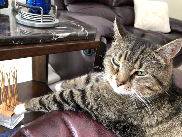 When They Choose You: The Unexpected Ways Pets Decide You’re Theirs