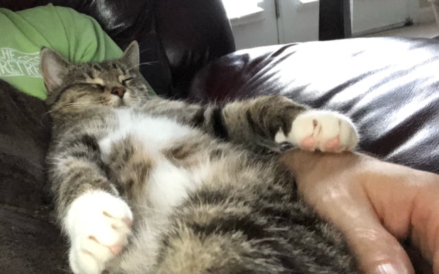 Why Do Cats and Dogs Love Sleeping With Their Humans? The Science (and Sweetness) Behind Pet Cuddles