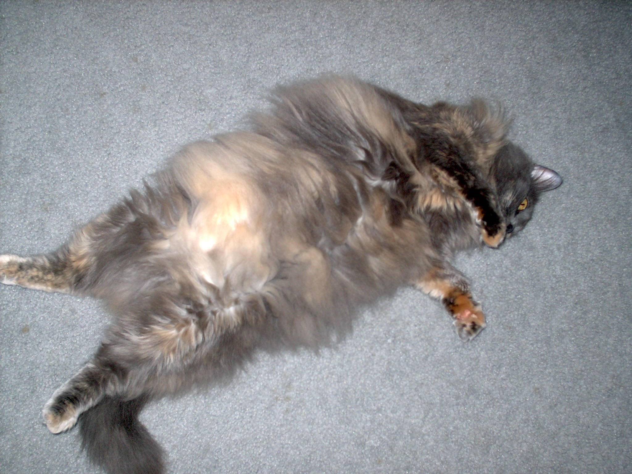 Toe Floof vs. Traction: Should You Trim the Fur Around Your Cat’s Paw Pads?