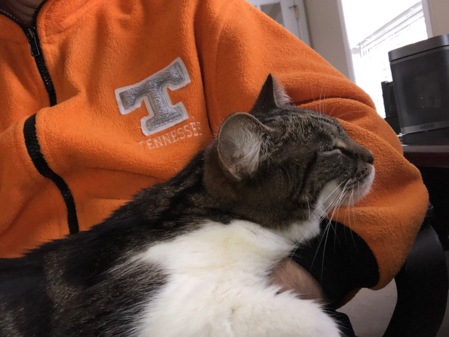 Working From Home With Pets: Productivity, Purrs, and the Occasional IT Sabotage